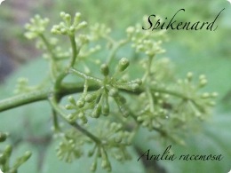 spikenard
