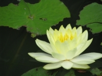 lotus