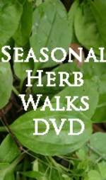seasonal herb walks