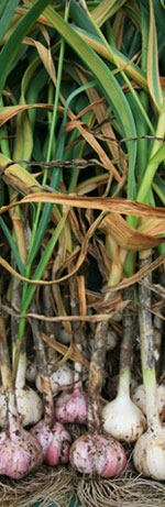 Garlic Harvest