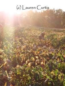 art by Lauren Curtis