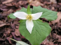 trillium