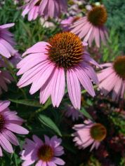 coneflower