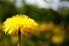 dandelion