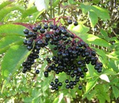 elderberry