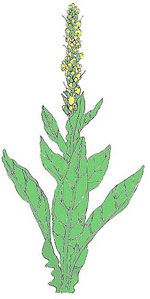 Gif-herb-mullen-cityherbal1 Gif-herb-mullen-cityherbal1