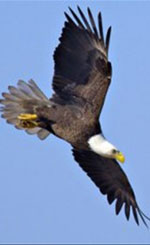 eagle