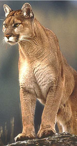 mountain lion