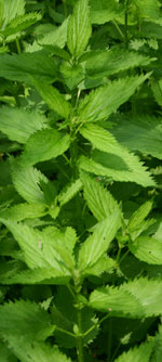 Pix-nettles150 Pix-nettles150