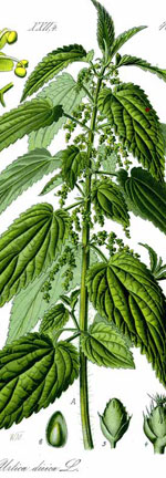 Stinging Nettles