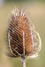 teasel